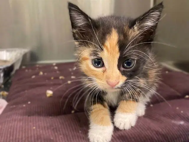 Jean Grey - Domestic Short Hair