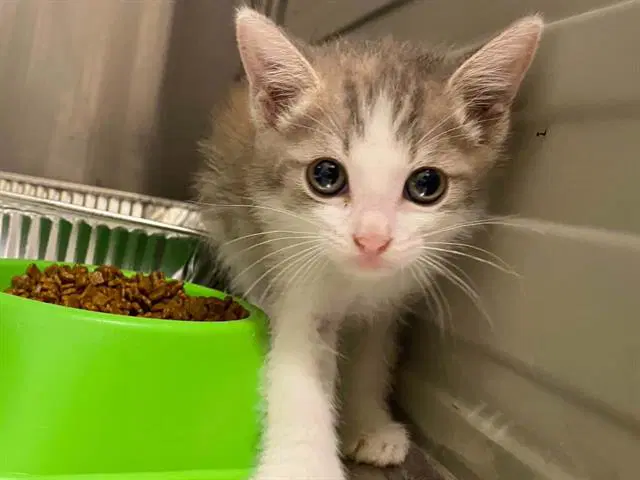 Jo March - Domestic Short Hair