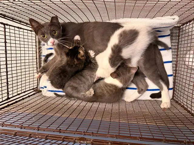 Mayleen - Domestic Short Hair