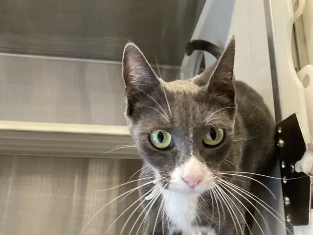 Mayleen - Domestic Short Hair