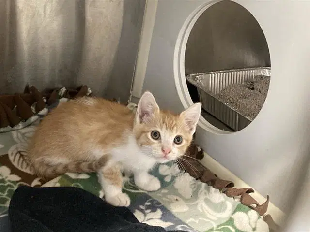 Nick - Domestic Short Hair