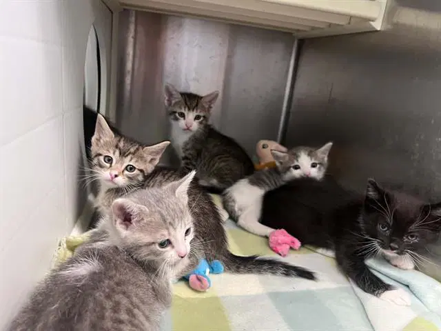Unknown - Domestic Short Hair