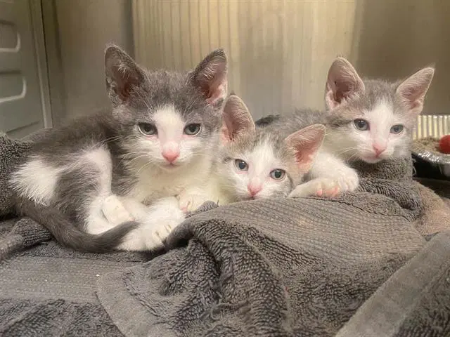 Unknown - Domestic Short Hair