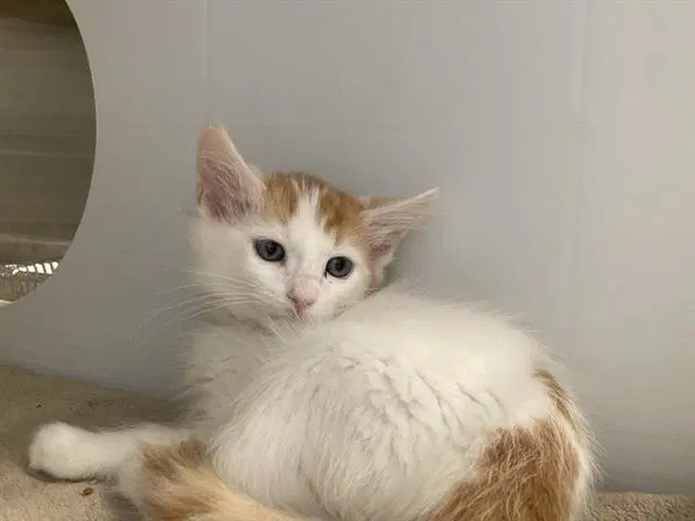 Colby - Domestic Medium Hair