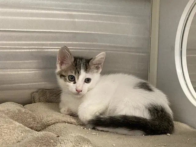 Curt - Domestic Medium Hair