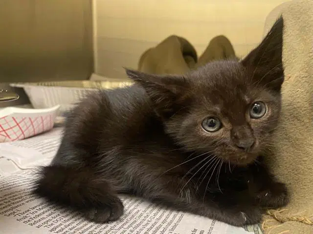 Unknown - Domestic Short Hair