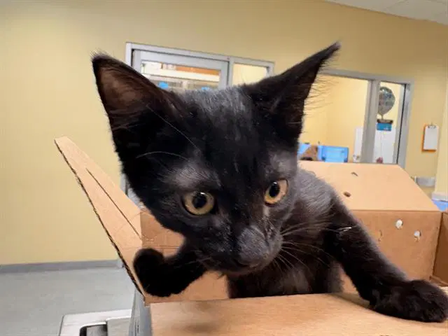 Violet - Domestic Short Hair