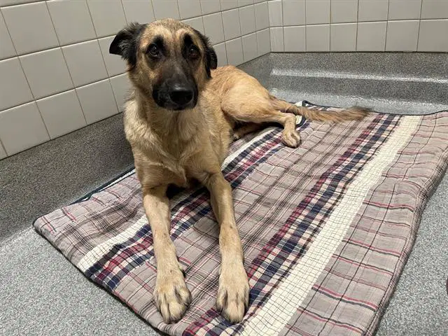 Scout - German Shepherd Dog