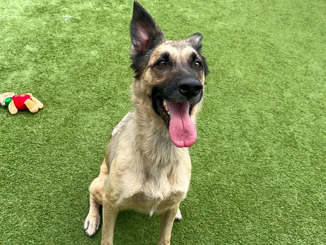 Scout - German Shepherd Dog