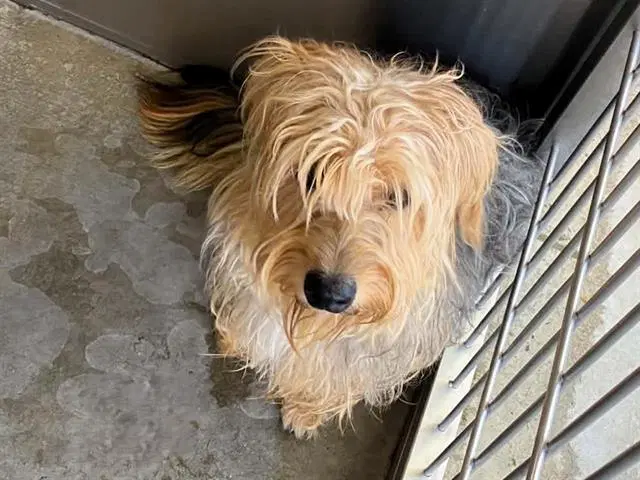 Howard - Yorkshire Terrier Yorkie