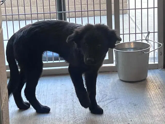 Janette - Labrador Retriever