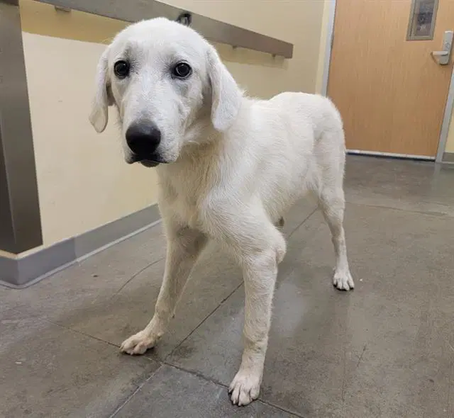 Sarah - Great Pyrenees