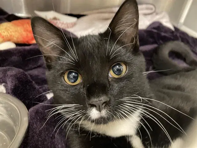 Socks - Domestic Short Hair