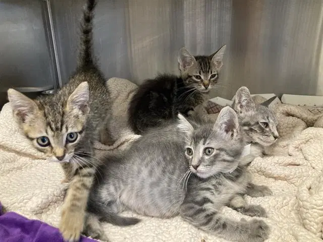 Trent - Domestic Short Hair