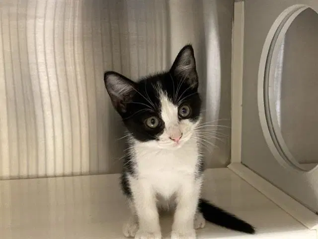 Riley - Domestic Short Hair