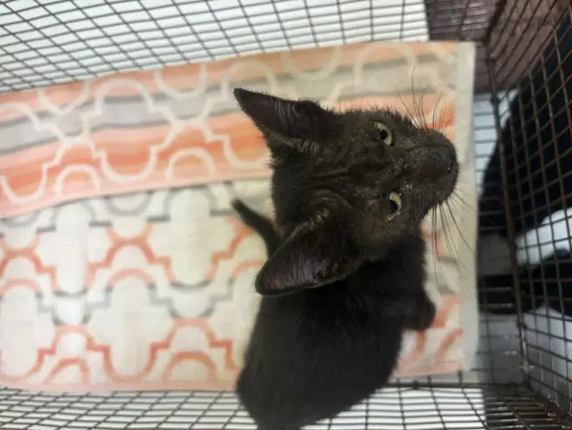 Willow - Domestic Short Hair