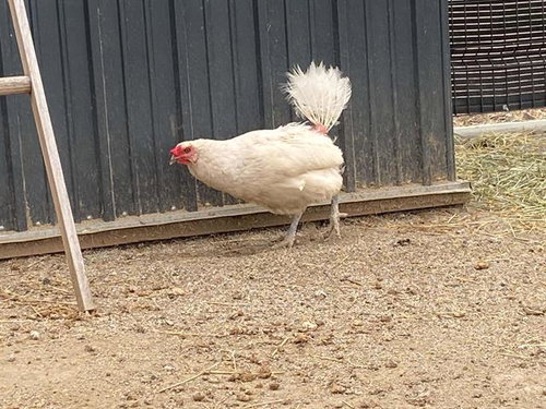 CUCA, a poultry for adoption from Orange County Animal Care Center