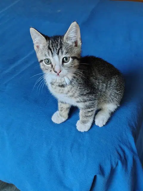 Scarecrow - Domestic Short Hair