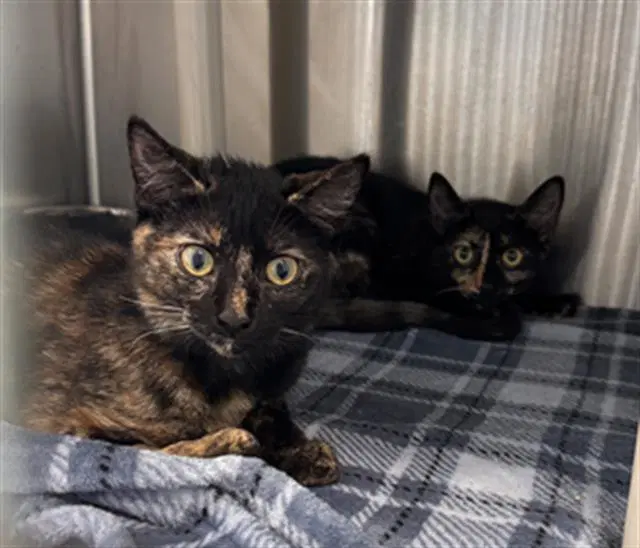 Daniella - Domestic Short Hair
