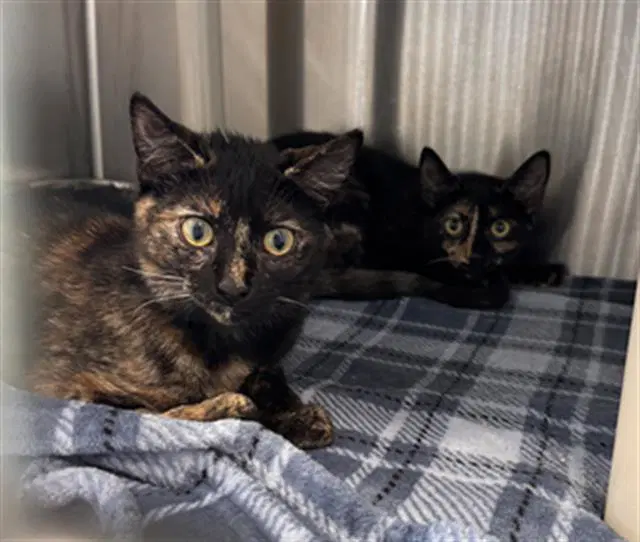 Daisy - Domestic Short Hair