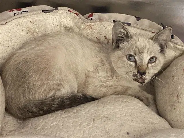 Karlita - Siamese