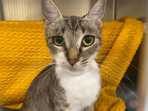 RACHAEL, a cat for adoption from Orange County Animal Care Center