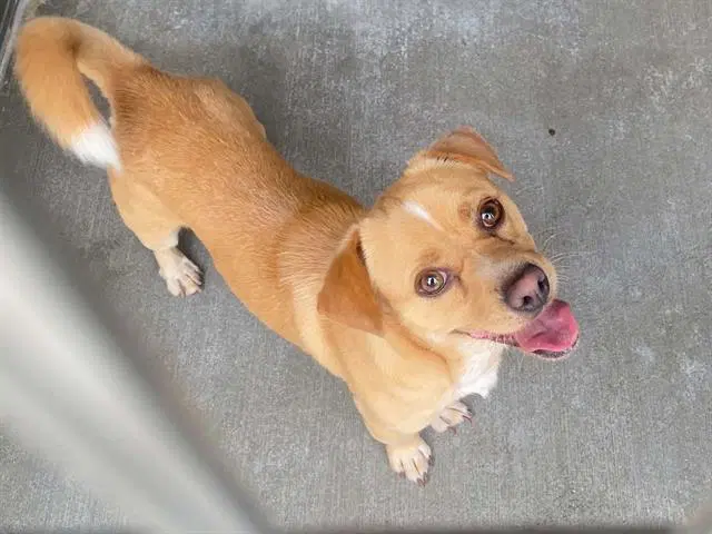 Tony - Dachshund