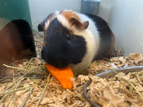 BARRET, a guinea pig for adoption from Orange County Animal Care Center