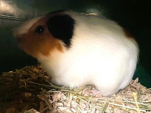ZACK, a guinea pig for adoption from Orange County Animal Care Center