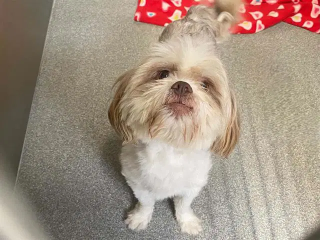 Vincent - Lhasa Apso