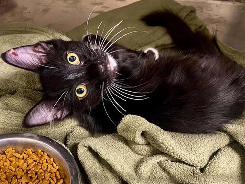 MICHAEL, a cat for adoption from Orange County Animal Care Center