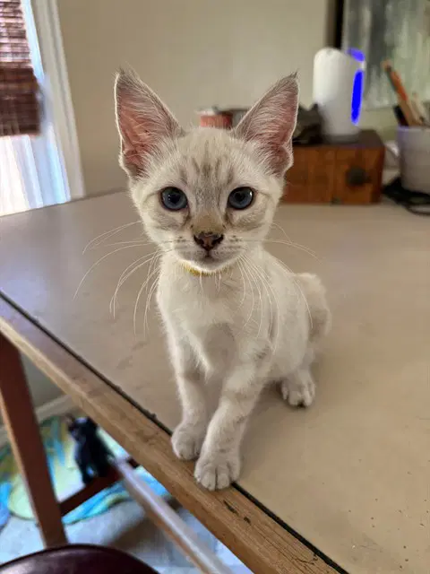 Goldie - Siamese