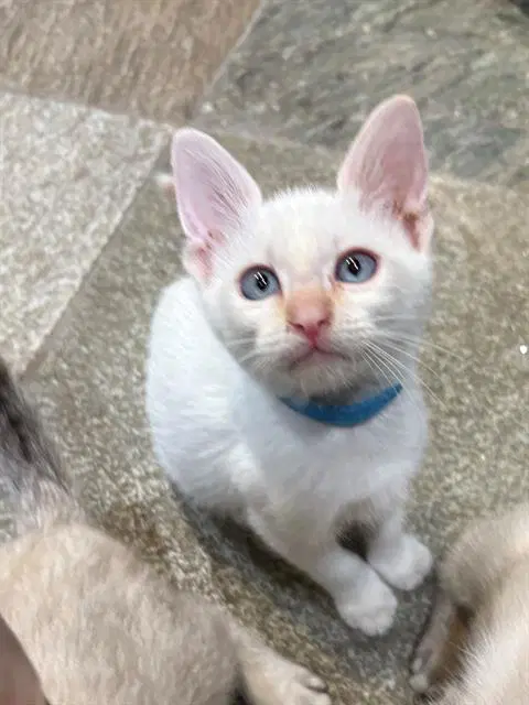 Neuman - Siamese