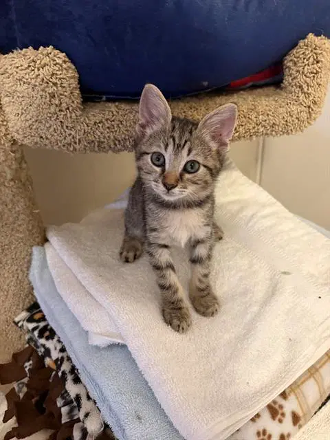 Leo - Domestic Short Hair