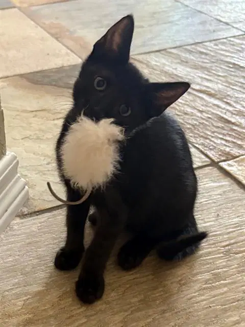 Tate - Domestic Short Hair