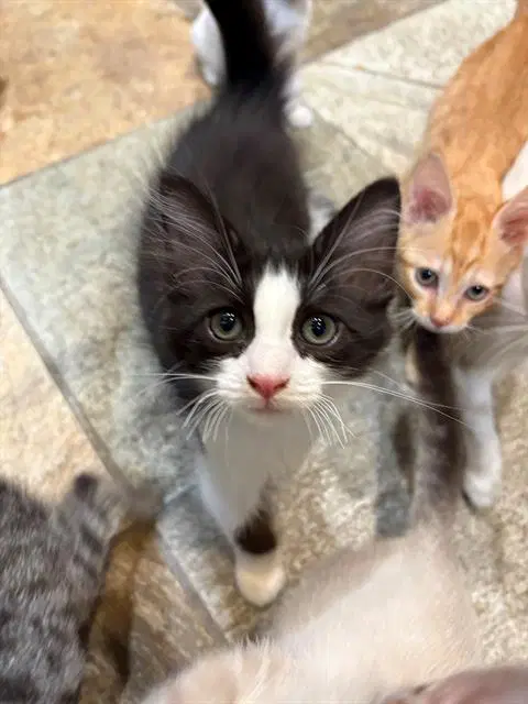 Tucker - Domestic Medium Hair