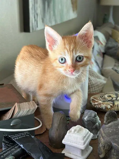 Willy - Domestic Short Hair