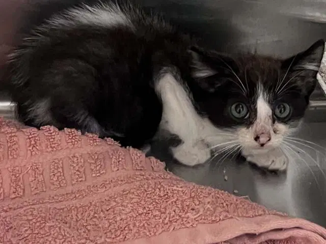 Unknown - Domestic Short Hair