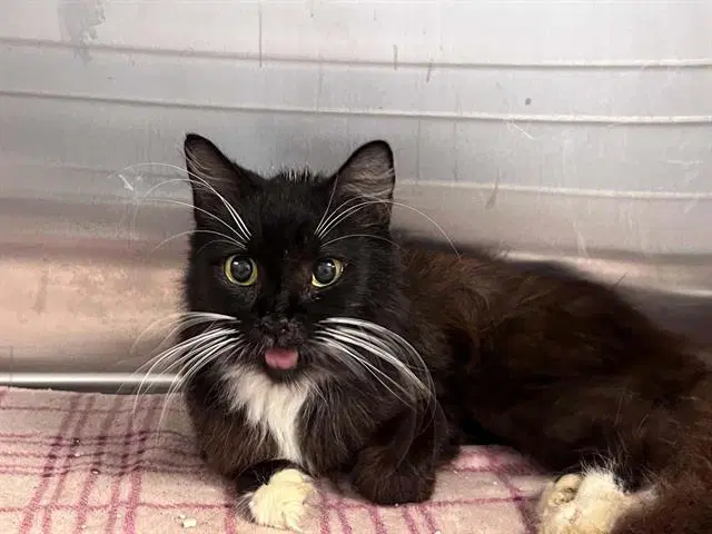 Sharon - Domestic Short Hair