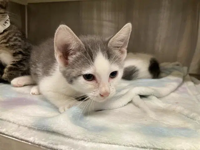 Blanche - Domestic Short Hair