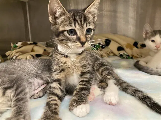 Jasper - Domestic Short Hair
