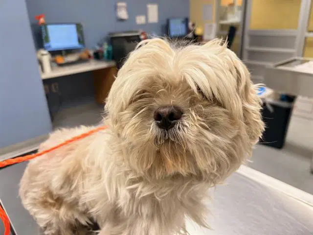 Elfie - Shih Tzu