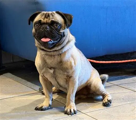 Yogi - Pug