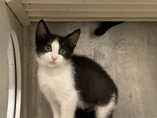 Jett - Domestic Short Hair