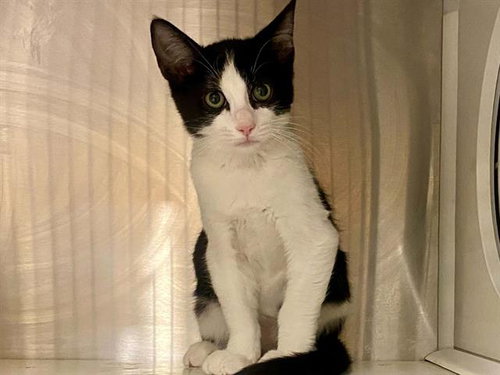 JETT, a cat for adoption from Orange County Animal Care Center