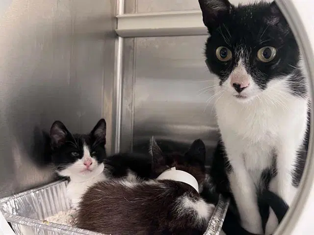 Unknown - Domestic Short Hair
