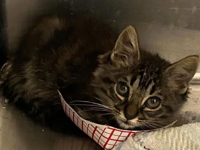 Bianca - Domestic Short Hair