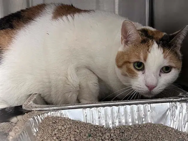 Abby - Domestic Short Hair