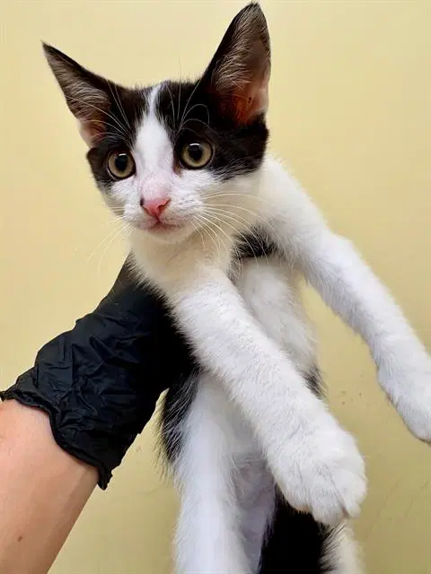 Cookie - Domestic Short Hair
