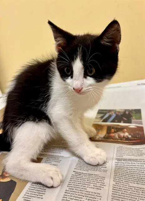 Oreo - Domestic Short Hair